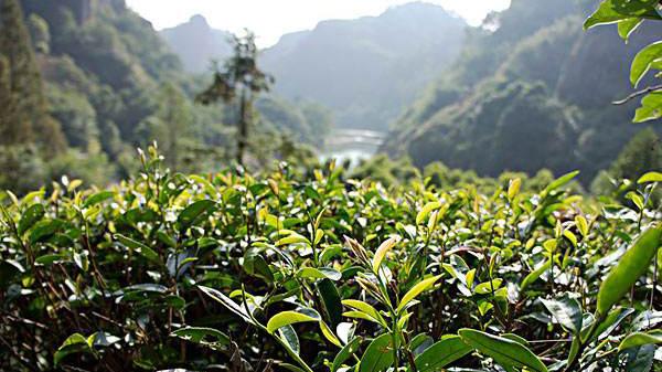 贵州茶资源（贵州茶资源交易中心有限公司）